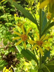 Solidago virgaurea