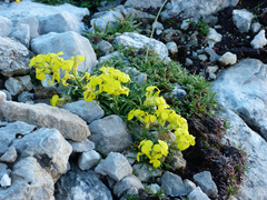 Erysimum duriaei