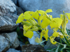 Erysimum duriaei