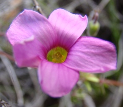 Oxalis bifida