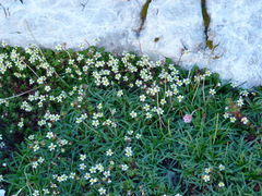 Saxifraga praetermissa