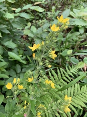 Lysimachia verticillaris