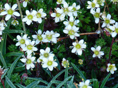 Saxifraga praetermissa