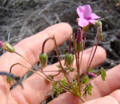 Oxalis bifida