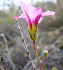 Oxalis bifida