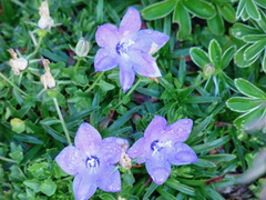 Campanula arvatica