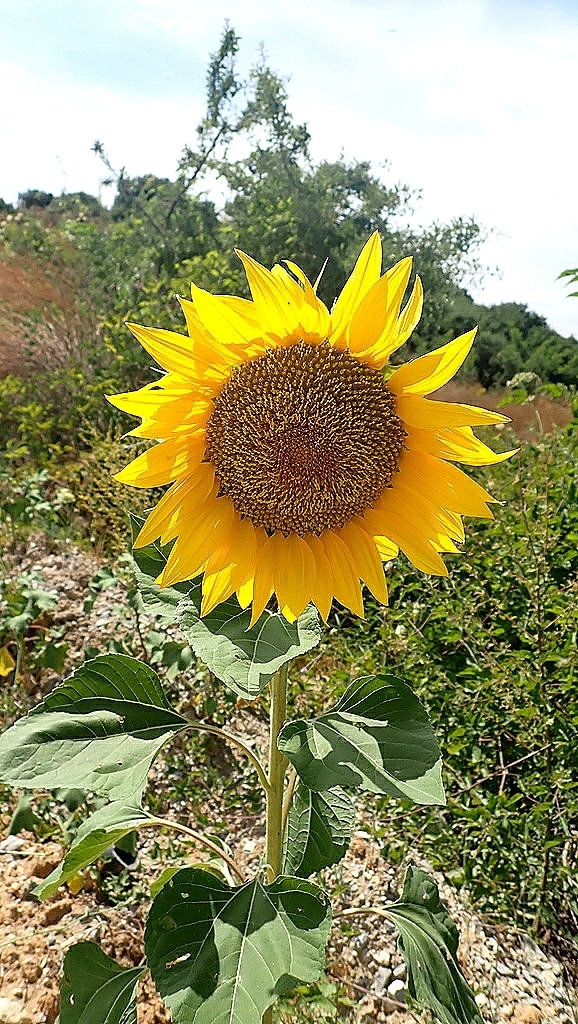 Girasol (Biodiversidad-Parque-Natural-Encuentro) · iNaturalist