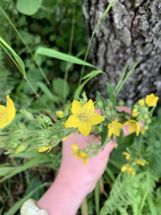 Lysimachia verticillaris
