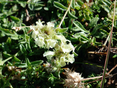 Sideritis hyssopifolia