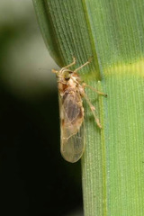 Laodelphax striatella