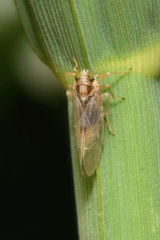 Laodelphax striatella
