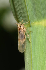 Laodelphax striatella