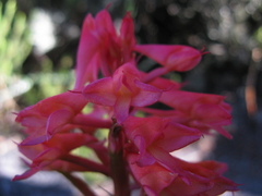 Disa ferruginea
