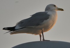 Larus crassirostris