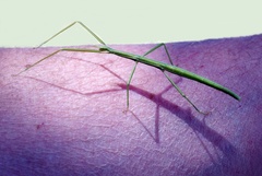 Clonopsis gallica