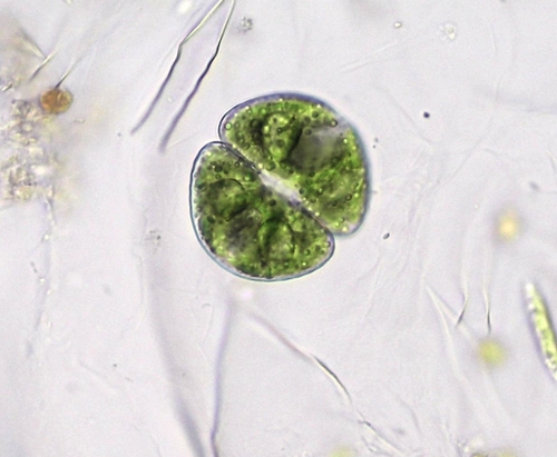 Cosmarium candianum