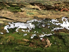 Ceratiomyxa fruticulosa fruticulosa