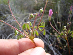 Oxalis bifida