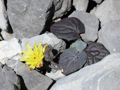 Crepis pygmaea