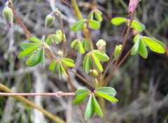 Oxalis bifida