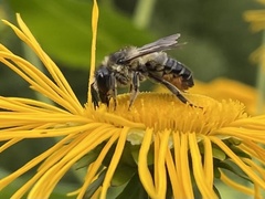 Megachile willughbiella