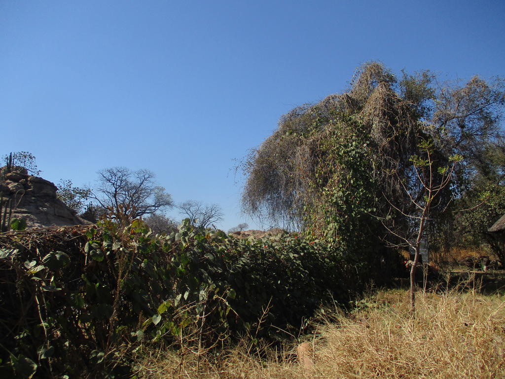 hawaiian sunset vine from Khama III Memorial Museum, Serowe, Botswana ...