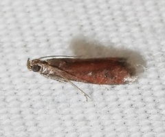 Varneria atrifasciella