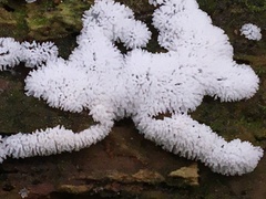 Ceratiomyxa fruticulosa fruticulosa