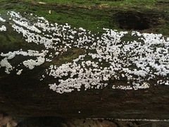 Ceratiomyxa fruticulosa fruticulosa