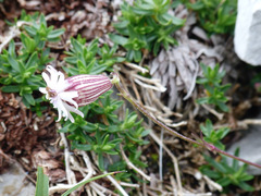 Silene ciliata