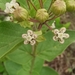 Asclepias ovata - Photo (c) Gabriel Ortiz, some rights reserved (CC BY-NC), uploaded by Gabriel Ortiz