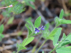 Trichostema oblongum