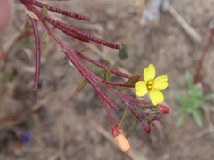 Camissonia strigulosa