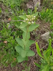 Asclepias ovata
