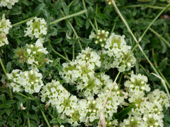 Sideritis hyssopifolia