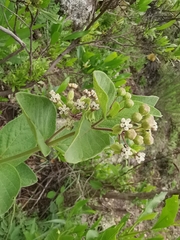 Asclepias ovata