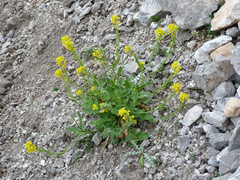 Erysimum duriaei gorbeanum