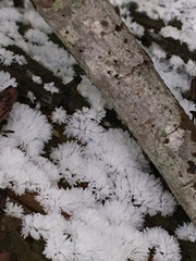 Ceratiomyxa fruticulosa fruticulosa