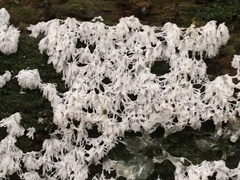 Ceratiomyxa fruticulosa fruticulosa