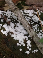 Ceratiomyxa fruticulosa fruticulosa