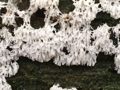 Ceratiomyxa fruticulosa fruticulosa