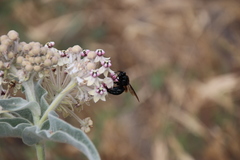 Xylocopa californica diamesa