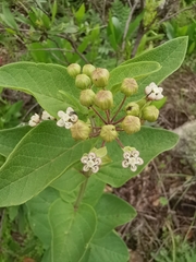 Asclepias ovata