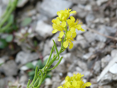 Erysimum duriaei gorbeanum
