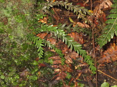 Tmesipteris tannensis