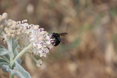 Xylocopa californica diamesa