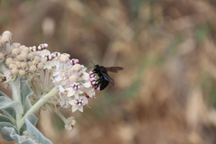 Xylocopa californica diamesa
