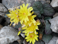 Crepis pygmaea