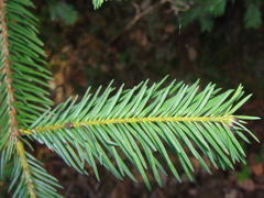 Abies durangensis