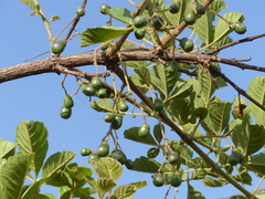 Vitex doniana
